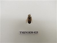 藏品(臺灣常見的毒蜂)的圖片